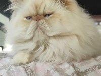 ÜCRETSİZ SAFKAN İRAN KISIR ERKEK