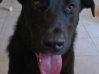 Oyuncu hareketli kalıcı yuvasını arıyoruz labrador