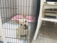 French bulldog platinium