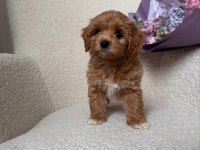 Uygun tüy dökmeyen hipoalerjenik maltipoo bebekler