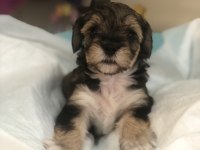 Morkie yavrularımız teslime hazır