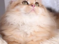 Ücretsiz yetişkin safkan british longhair dişi