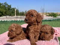 TOY POODLE BEBEKLER