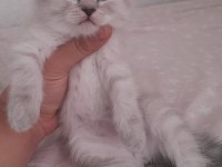 Safkan Blue Point British Shorthair Bebekler