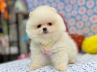 Safkan Pomeranian Boo Yavrularımız
