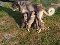 ORJINAL HAS KANGAL YAVRULARI