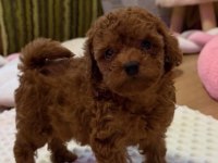 Toy Poodle Safkan