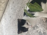 KEDİMİZİN ÇOK ACİL EVE İHTİYACI VAR