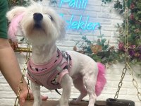 White terrier dişi 1 yaşında