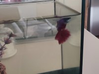 Komple akvaryum balıkları ile birlikte