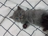 Erkek British shorthair