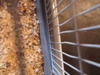 Anne ve yavru hamster