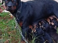 Macar Kafa Rottweiler Yavruları