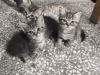 Kırma İran Kedisi Yavrusu