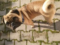 2 yaşında yetişkin pug