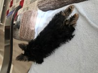 18 ekim doğumlu teacup Yorkshire terrier