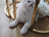 British Longhair Erkek 3 Aylık Yavrularımız
