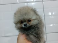Pomeranian Teddy Bear