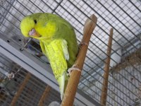 Show Jumbo Yavru Muhabbet Kuşlar