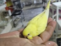 YUVADAN ÇIKAN YENİ MUHABBET KUŞU YAVRULAR
