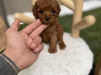 Orjinal Poodle Köpekleri