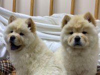 K9 AVRUPA ÇİFTLİĞİNDEN CHOW CHOW YAVRULARI