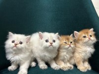 British longhair 50 günlük