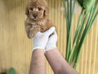 POODLE CİNSİ REFERANS YAVRUMUZ