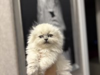 SCOTTISH FOLD LONGHAIR YAVRULARIM 