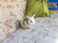 Lop Tavşanı Yavruları