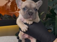 REZERVEYE AÇIK EGZOTİK FRENCH BULLDOG SAFKAN YAVRULARIM