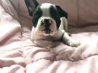 Müthiş Sevimli A Kalite French Bulldog Bebeklerimiz
