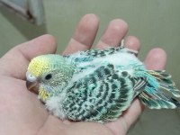Rainbow violet ve teksas rainbow muhabbet kuşu yavrular