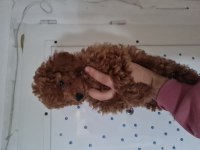 Çiftliğimizden çok uygun fiyatlı poodle
