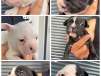 French Bulldog Yavrular
