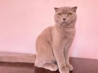 Scottish fold yawru Kedi sahiplenilmek