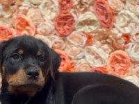 Şecereli dişi rottweiler yavrumuz yeni ailesini bekliyor