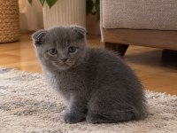 Scottish fold kedimiz için ulaşınız