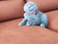DEĞERİNİN ALTINDA VERİLECEK DİŞİ SCOTTİSH FOLD YAVRULAR