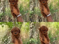 Mersin poodle yavru köpeğimiz