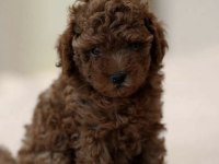 Toy Poodle Irk Garantili Yavrumuz