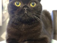 Güzel british shorthair kızlar yeni yuvalarını arıyorlar