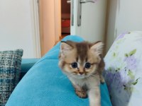 Scottish fold yavrularımızı sahiplendiriyoruz