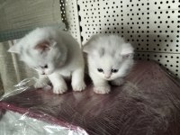 Yeterince anne sütü alınca teslim edilecek kediler