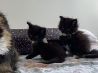 Safkan özel renklerde Maine Coon yavruları