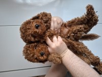 2 buçuk aylık erkek poodle