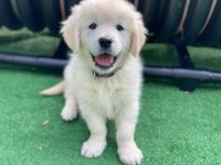 WHİTE GOLDEN RETRİEVER PUPPY ERKEK