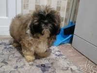 Yeni yıl şekerleri shih tzu yavrularımız