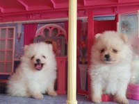 Pomeranian Boo