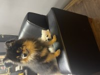 3,5 yaşında erkek çiğli aşıları tam pomeranian